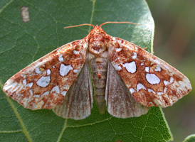 Silver-spotted Fern